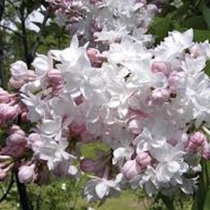 SYRINGA 'KRASAVITSA MOSKVY'- Lilac - Fragrant - Starter Plant -- Approx 6-8 Inch