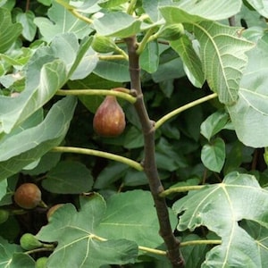 FICUS CARICA 'CELESTE' - Starter Plant - Approx 7-10 Inch