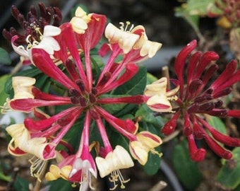 LONICERA 'PEACHES And CREAM' -Honeysuckle Vine - Plant - Approx  8-12 Inch