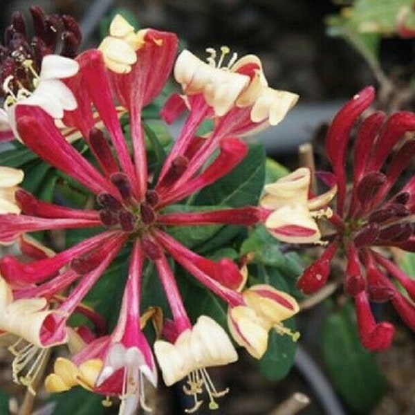 LONICERA 'PEACHES And CREAM' -Honeysuckle Vine - Plant - Approx  8-12 Inch