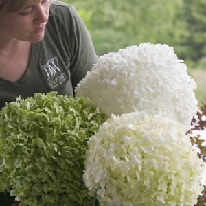 HYDRANGEA 'ABETWO - INCREDIBALL' - Starter Plant -  Approx 7-10 Inch