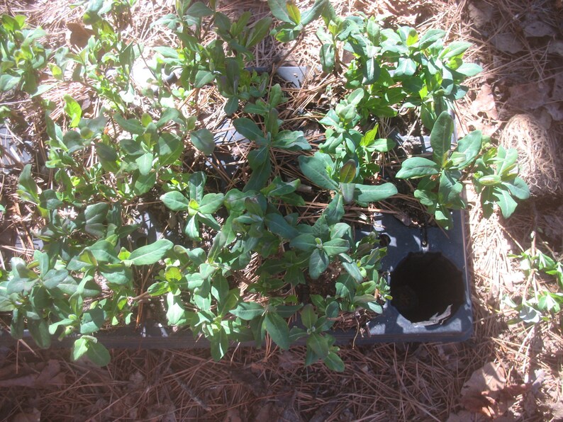 LONICERA 'PEACHES and CREAM' honeysuckle Vine Plant Etsy