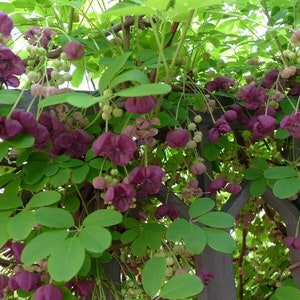 AKEBIA QUINATA - Chocolate Vine - Starter Plant - Approx 5-7 Inch - Cutback