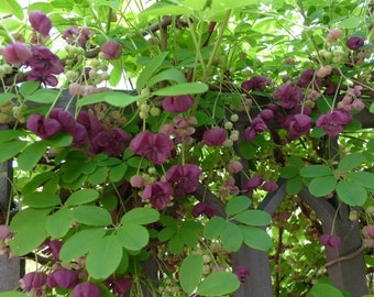 AKEBIA QUINATA - Chocolate Vine - Starter Plant - Approx 5-7 Inch - Cutback