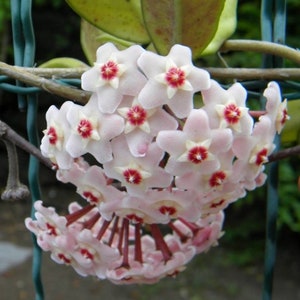 HOYA CARNOSA - Porcelain Flower - Starter Plant - Approx 8-16 INCH