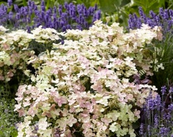 HYDRANGEA 'EARLY EVOLUTION' - Starter Plant - Approx 4-6 Inch