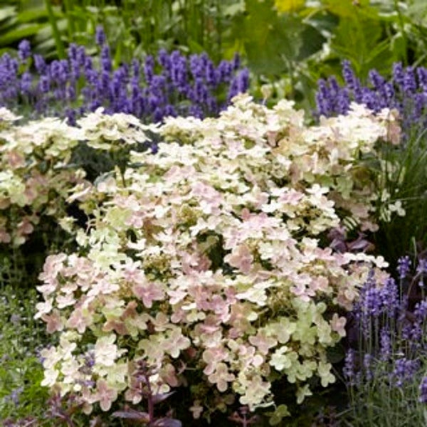 HYDRANGEA 'EARLY EVOLUTION' - Starter Plant - Approx 4-6 Inch