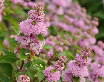CARYOPTERIS 'BEYOND PINK'D' -Bluebeard - Starter Plant - Approx 4-6 Inch