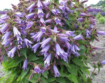 CAMPANULA 'VIKING' - BELLFLOWER - Starter Plant