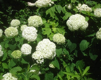 HYDRANGEA 'ANNABELLE'- Starter Plant -  Approx 5 Inch