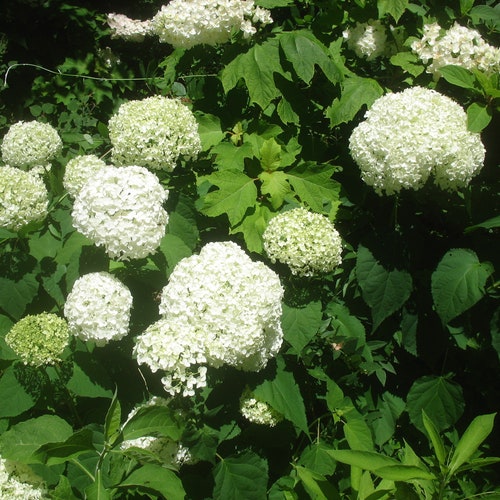 HYDRANGEA ARBORESCENS- Starter  Plant - Approx 5-7 Inch