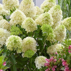 May include: A close-up of a lush hydrangea plant with large, cone-shaped flower clusters. The flowers transition from creamy white to a vibrant green hue, set against dark green foliage. Pink flowers are visible in the background.
