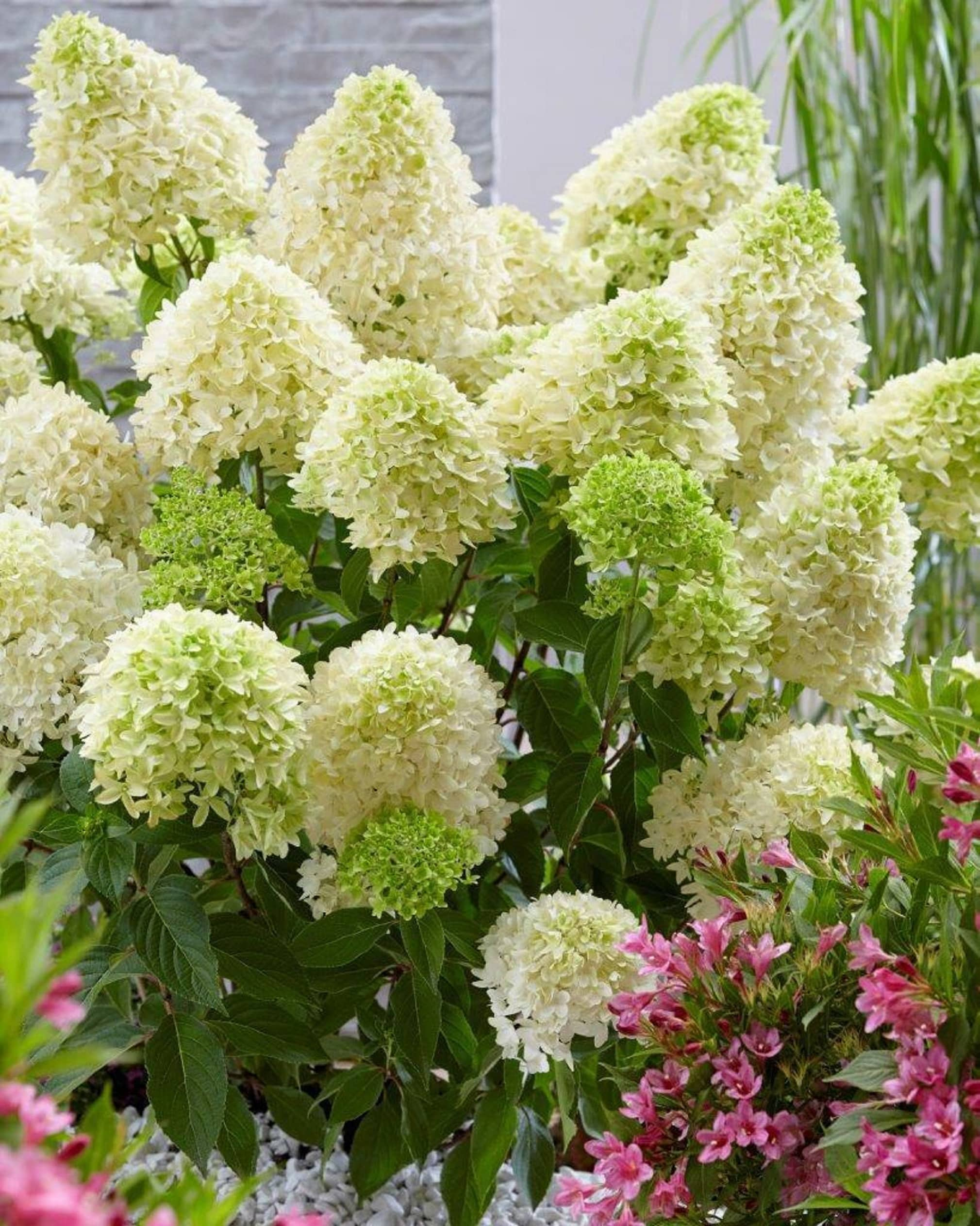 Image of Hydrangea paniculata skyfall 3