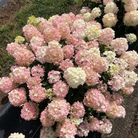 Hydrangea 'FIRE LIGHT TIDBIT'' - Starter Plant - Approx 6-8 Inch