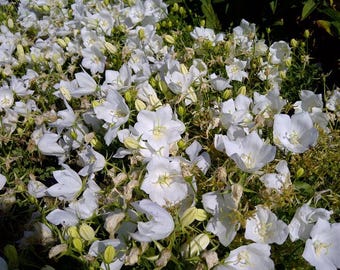 Campanula Carpatica 'White Clips' - Starter Plant -