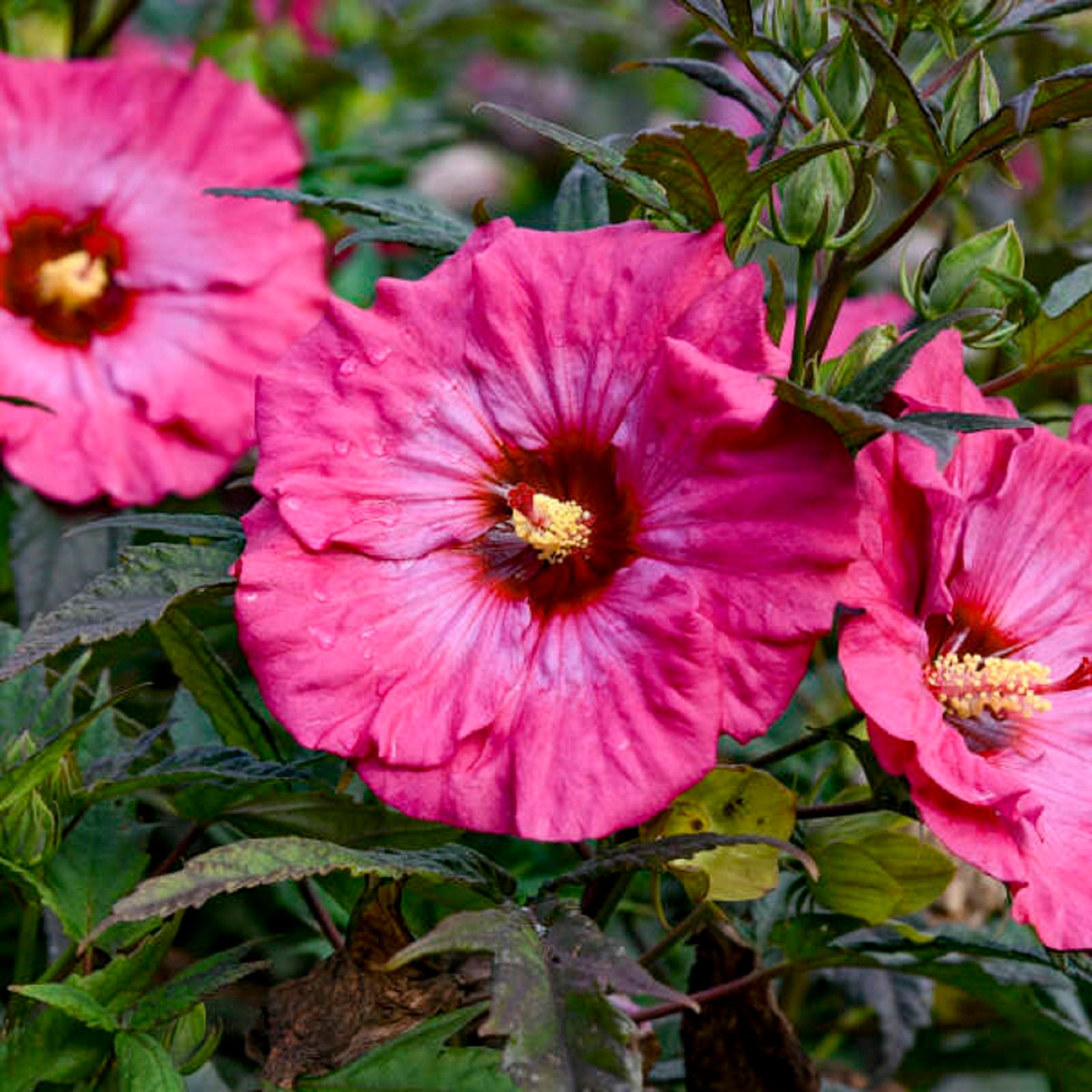 HIBISCUS 'INNER GLOW' -Starter Plant - Approx 6-8 Inch