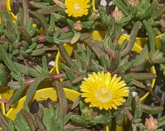 DELOSPERMA 'DELMARA YELLOW' - Ice Plant - Starter Plant