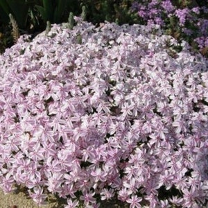 Phlox Subulata 'CANDY STRIPES' - Creeping Phlox - Starter Plant