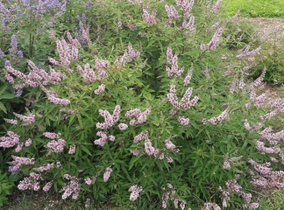 VITEX ‘PINK PINNACLE’ Starter Plant Approx 6-8 - Etsy