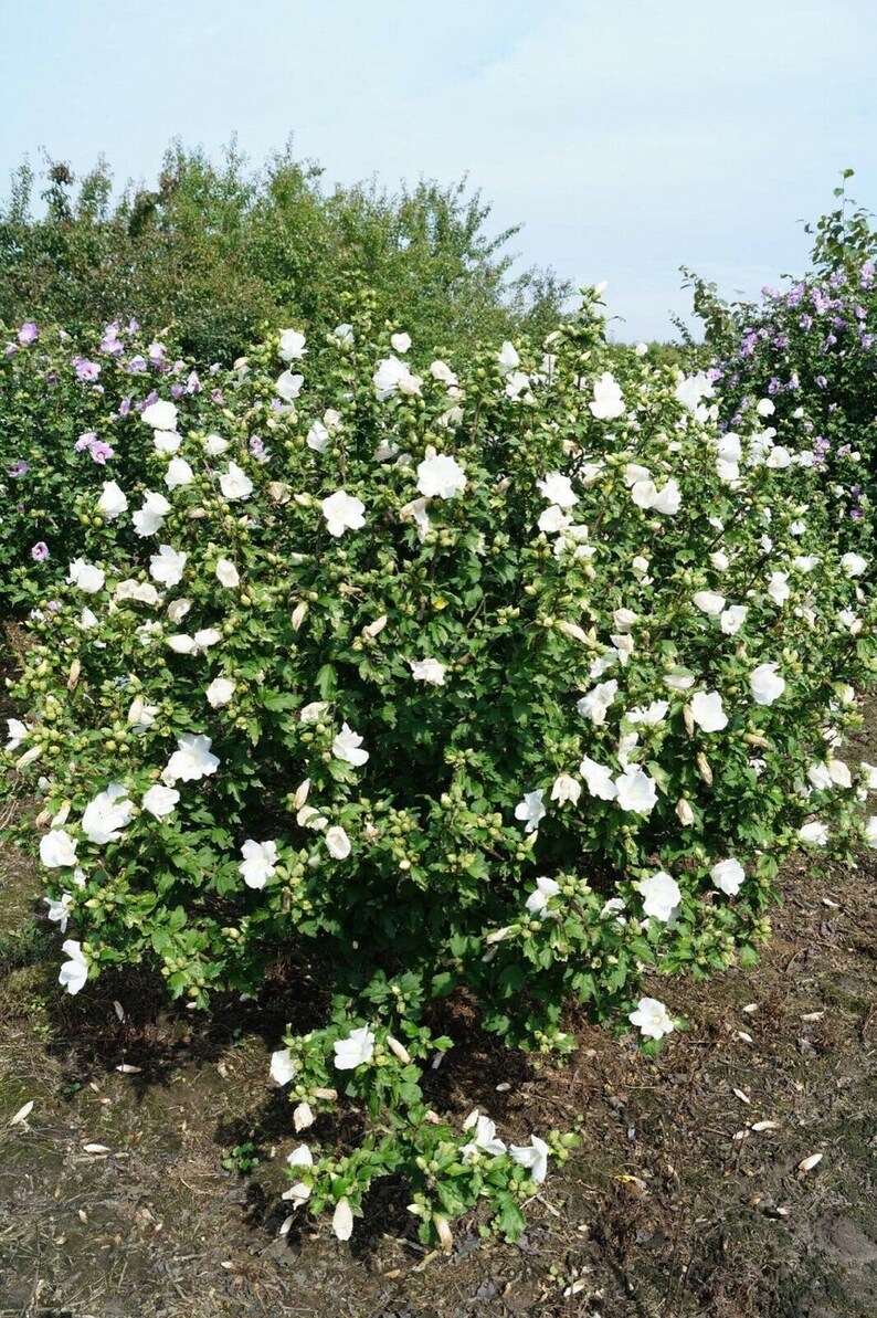 Hibiscus Syriacus 'Totus Albus' STARTER PLANT APPROX 5-7 Inch Dormant image 1