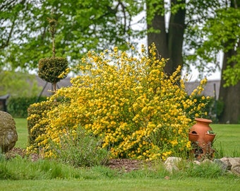 Kerria Japonica &#39;FLORE PLENO&#39;- Plant - Approx 4-6 Inch