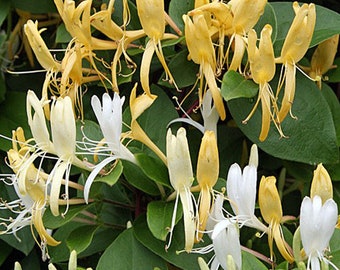 LONICERA - HONEYSUCKLE - Starter Plant- Approx 6-10 Inch