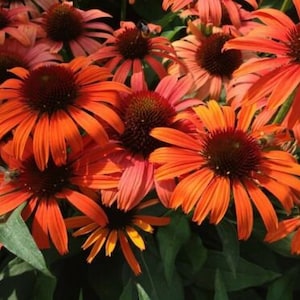 ECHINACEA 'JULIA' - CONEFLOWER - Starter Plant