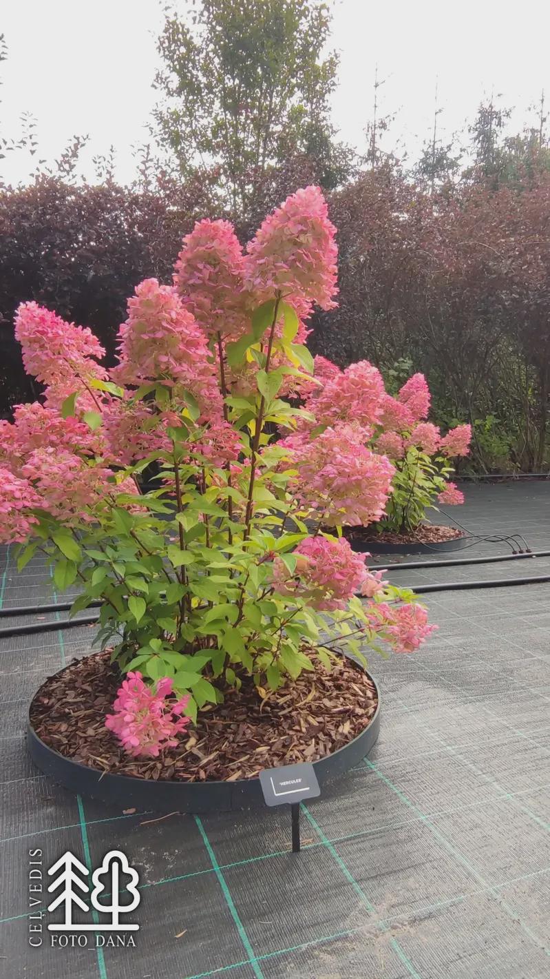 Hydrangea Hercules Rhs Hydrangea 'hercules' - Starter Plant - Approx 9-14 Inch - Read ...
