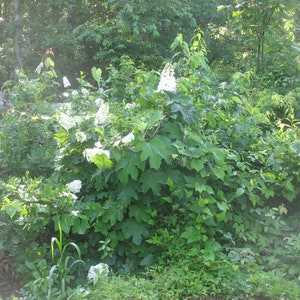 HYDRANGEA Quercifolia &#39;QUEEN Of HEARTS&#39; - Starter Plant - Approx 6-8 Inch
