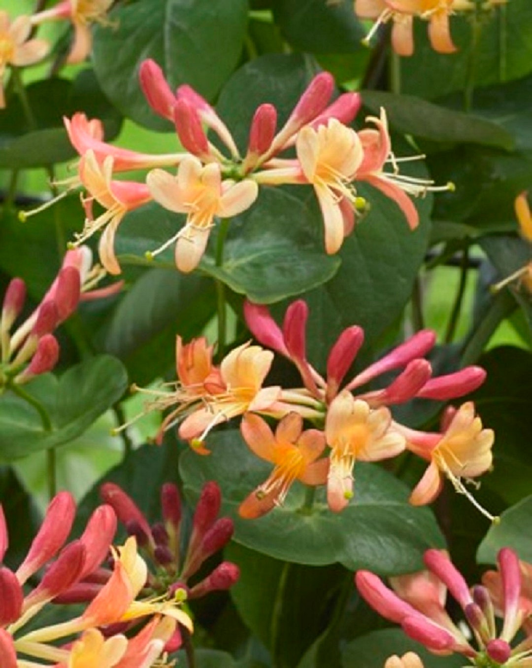 LONICERA 'CORAL STAR'  Honeysuckle plant  Approx