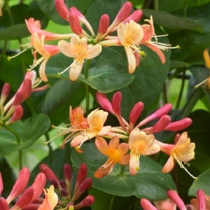 LONICERA 'CORAL STAR' - Honeysuckle -Plant - Approx 7-10 Inch