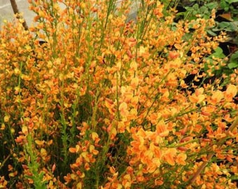 CYTISUS 'APRICOT GEM' - Starter Plant - Approx 6-8 Inch - No Ship West Coast