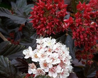 PHYSOCARPUS 'RED BARON' - Ninebark - Starter Plant - Approx 7-9 Inch