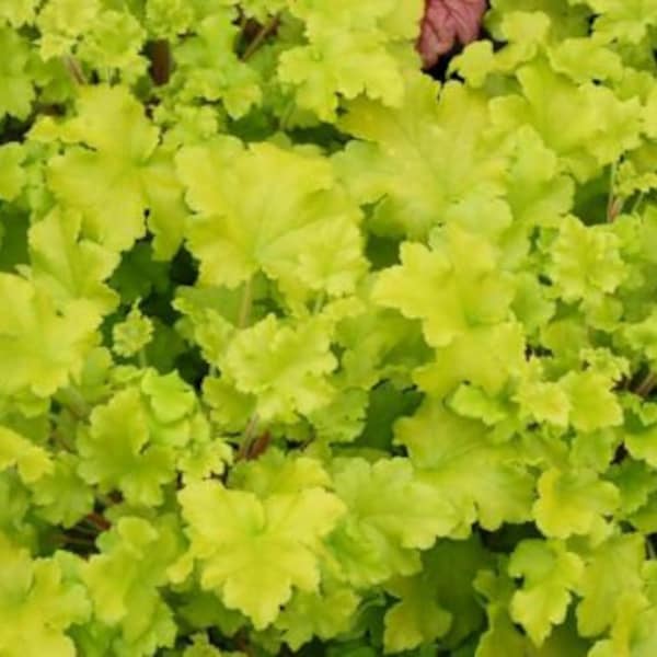 HEUCHERA 'Lime Marmalade' - Starter Plant