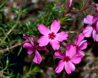 PHLOX SUBULATA 'RED' - Creeping Phlox - Starter Plant