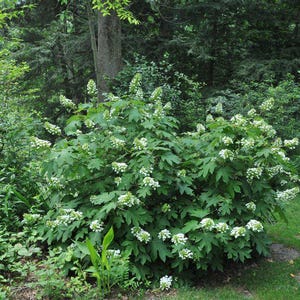 HYDRANGEA QUERCIFOLIA  - Oakleaf Hydrangea  - Starter Plant - Approx 4 Inch- 2 1/2 Inch Pot