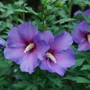 HIBISCUS 'PARAPLU VIOLET'- Starter Plant - Approx 12 Inch