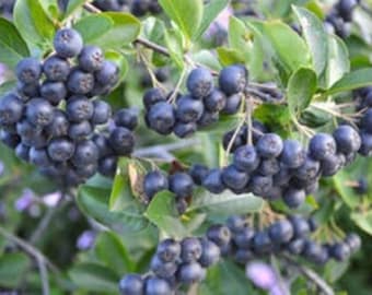 ARONIA MELANOCARPA 'VIKING' - Edible - Starter Plant - Approx 4-6 Inch