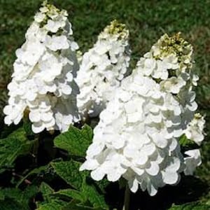 May include: Close-up of white hydrangea flowers with large, layered petals. The flowers are in full bloom, with a lush green background of leaves and grass. The image captures the natural beauty of the plant.