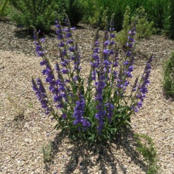 Penstemon Strictus- ROCKY MOUNTAIN PENSTEMON - Starter Plant