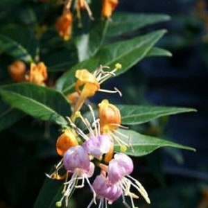 LONICERA 'CANDY SWIRL' - Honeysuckle - Fragrant -Starter Plant - Approx 5-7 Inch