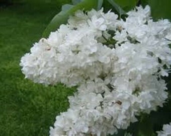 SYRINGA 'FIALA REMEMBRANCE'-Lilac - Fragrant - Approx 6-8 Inch