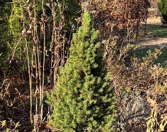 PICEA GLAUCA 'Spruce It Up' - Dwarf White Spruce - Starter Plant - Approx 6-8 Inch