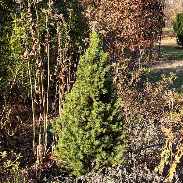 PICEA GLAUCA 'Spruce It Up' - Dwarf White Spruce - Starter Plant - Approx 6-8 Inch