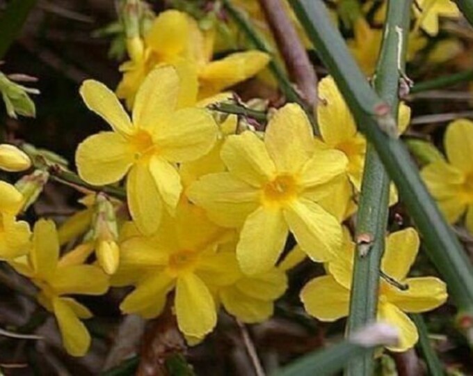 JASMINE NUDIFLORUM Winter Jasmine Starter Plant Approx 6 Inch dormant