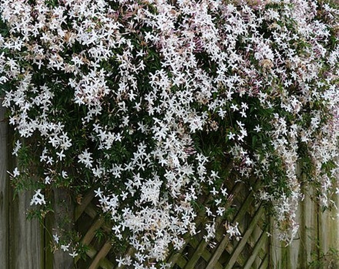JASMINE OFFICINALE Poet's Jasmine Fragrant Starter Plant Approx 1014