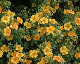 Potentilla Fruticosa 'Mango Tango' - Shrubby Cinquefoil - Plant - Approx 7-9 Inch - Quart