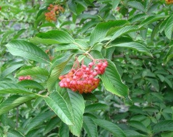 VIBURNUM SIEBOLDII - Starter Plant - Approx 5 Inch