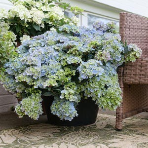 May include: A set of three ceramic mugs with a speckled, matte finish. The mugs are in shades of cream, light gray, and dark gray. Each mug has a simple, minimalist design, perfect for coffee or tea.