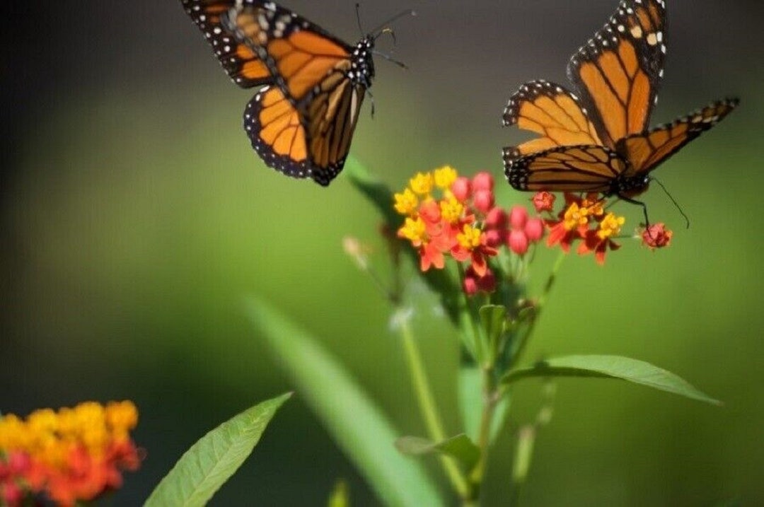 ASCLEPIAS CURASSAVICA MILKWEED Starter Plant Cut Back Etsy